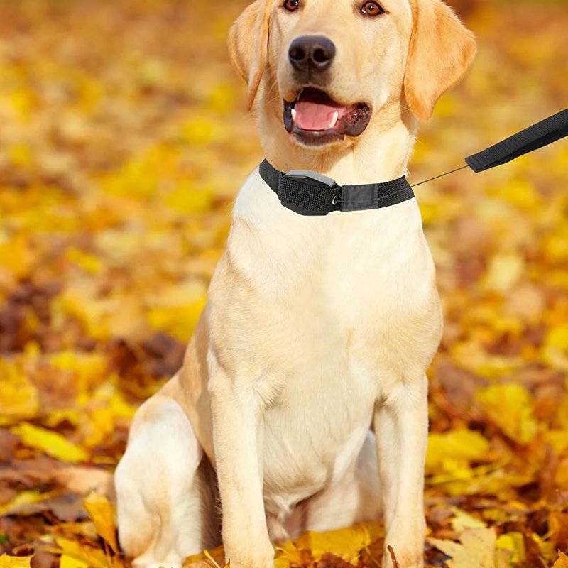 Lucky Leash – Ogrlica-Povodac za šetnju ljubimaca
